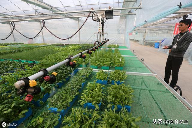 铭途农业：种植芥蓝需要注意哪些？铭途教您几点