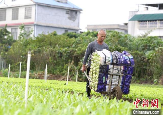 广西柳州万亩蔬菜丰收 菜农忙采摘