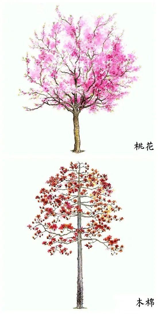 「绘画参考」18种水彩植物的图集（植物参考）