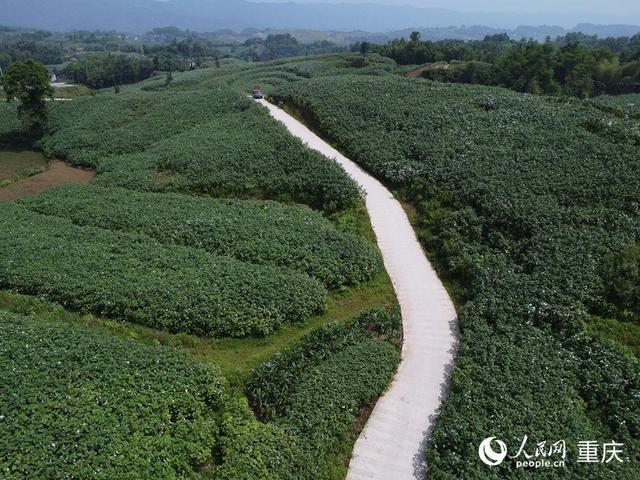 小小苎麻，推动川渝联动擦出新火花