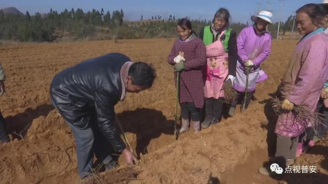 青山镇：新年种下新希望 年末采收“致富果”