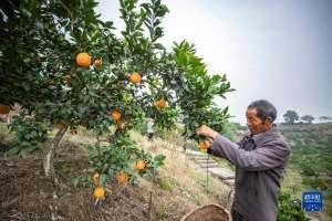 重庆地区适合种植什么水果(重庆璧山：脐橙迎丰收 百姓鼓腰包)