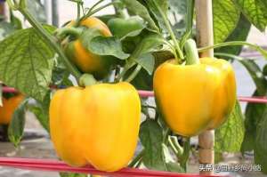 彩椒怎么种植(掌握好栽种甜椒的时间，用对种植方法，才能使辣椒长得更好)