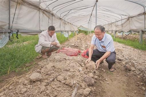 “茯苓大王”王先有的传奇人生