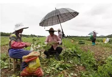 夏天毛豆年年热销，种毛豆是不是能赚大钱？