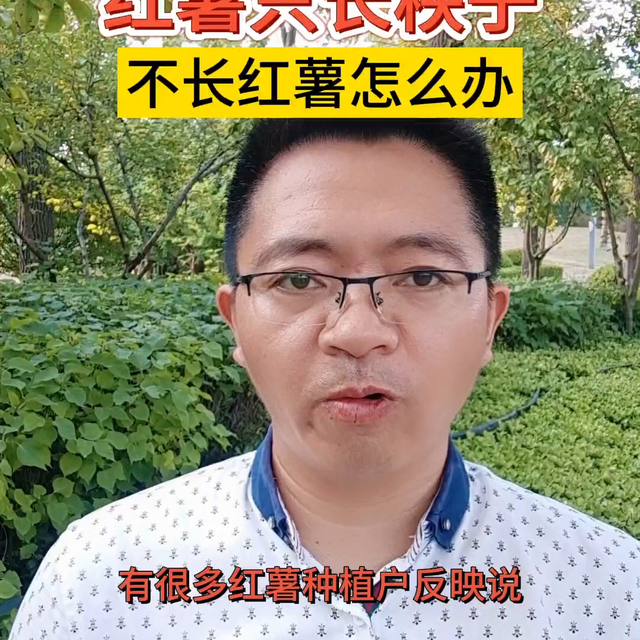 红薯只长秧子，不长红薯怎么办？看看视频就知道了#红薯高...