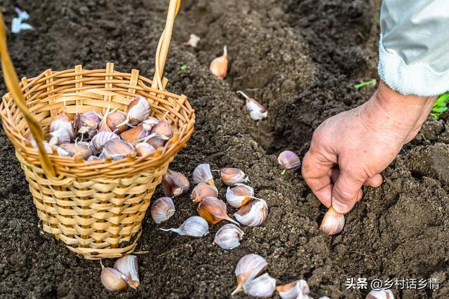 今年温度特殊，秋季大葱和大蒜什么时间种植？正确答案来了