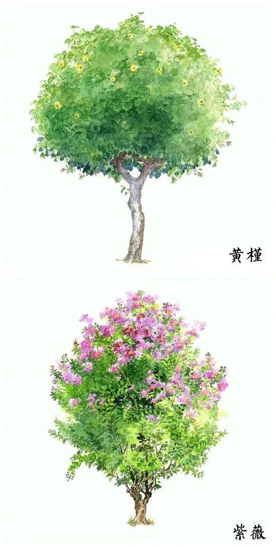 「绘画参考」18种水彩植物的图集（植物参考）