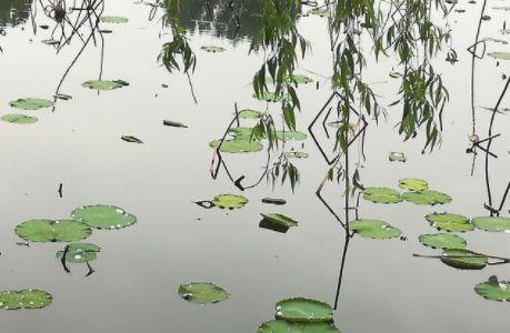 看节气，种蔬菜——《二十四节气话种菜》是你的超级工具书