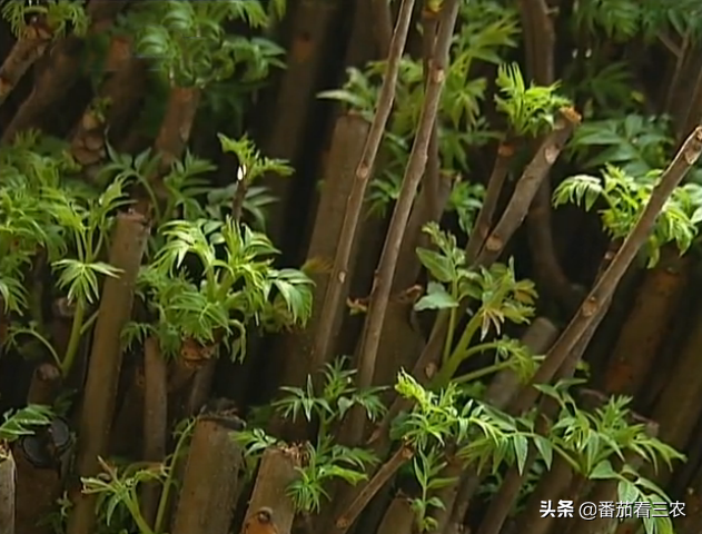 冬季利用刺龙芽、香椿等植物枝条，采用温室水培，生产芽菜技术