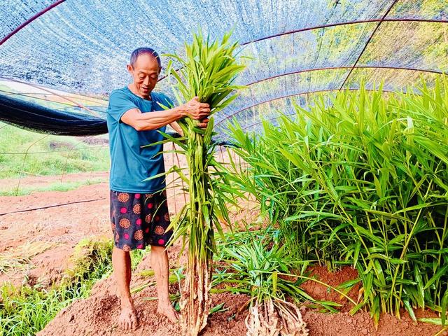 四川自贡贡井大同村300亩生姜喜获丰收：姜农种植生姜30余年 今年进账近20万元