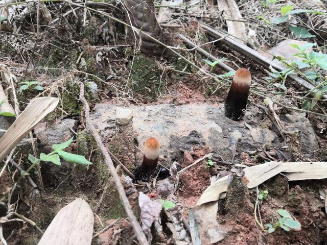 野生灵芝价值高，如何仿野生人工种植？听听种植行家怎么说。