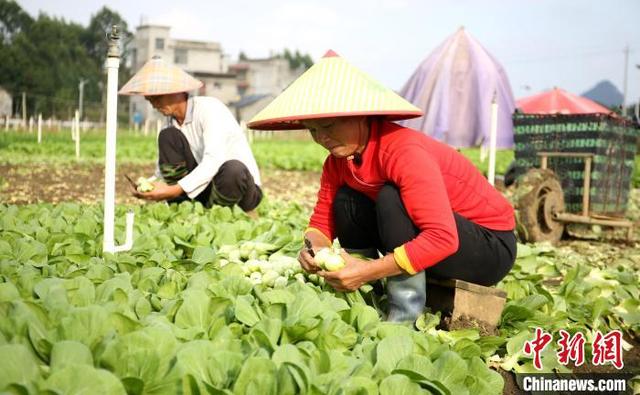 广西柳州万亩蔬菜丰收 菜农忙采摘