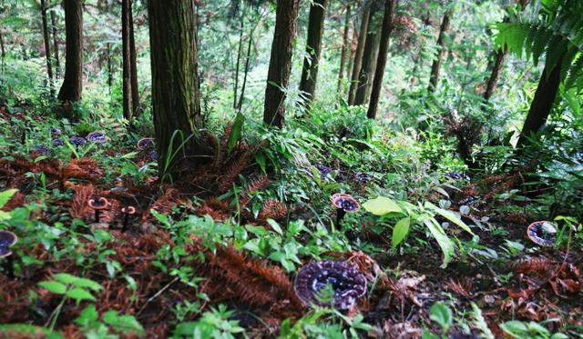 野生灵芝价值高，如何仿野生人工种植？听听种植行家怎么说。