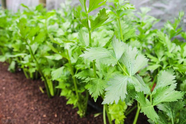 详细的芹菜种植方法，学会了可以比邻居家高产20%，建议收藏