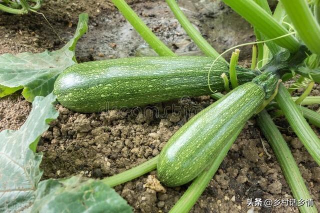 教你自己发酵菌剂和菌肥，简单实用，永远受益，几分钟就能学会