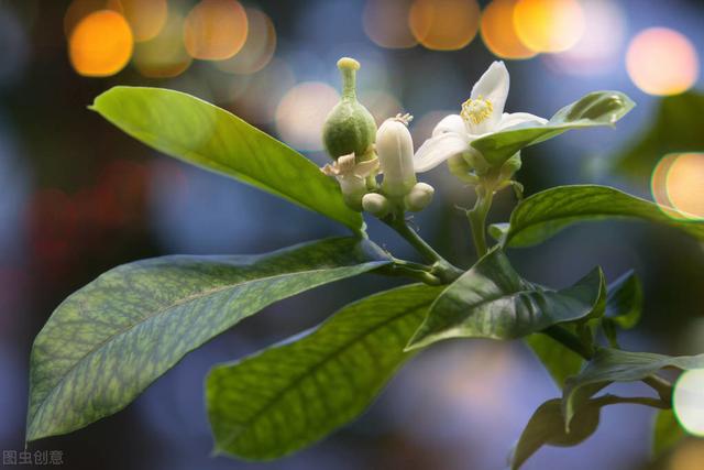 阳台种植佛手有窍门：3个措施，2个技巧，佛手枝叶繁茂、果形美