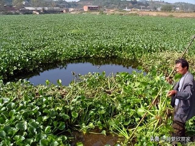 在国外泛滥成灾，中国却要大量种植，美国每年花50亿元难消灭?