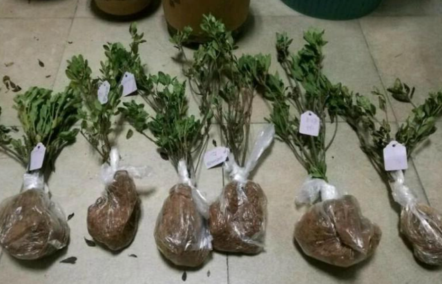 秋季是买花的季节，买到“黄泥”花苗，学会上盆缓苗，养好挺简单