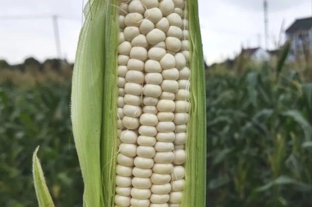 揭牌了！获评市级“生物育种示范基地”