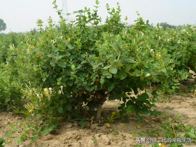 新疆中药材金银花标准化种植技术规程