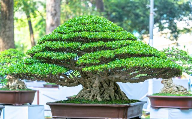 俗话说“穷栽草，富种树”，6种很有“钱景”的树，小投入大回报