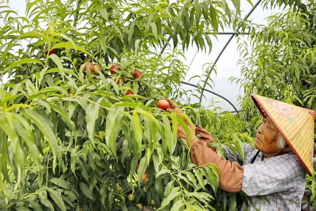 揭牌了！获评市级“生物育种示范基地”