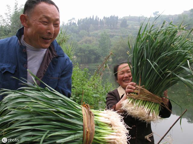 大蒜要高产，种植密度关你把握住了吗？