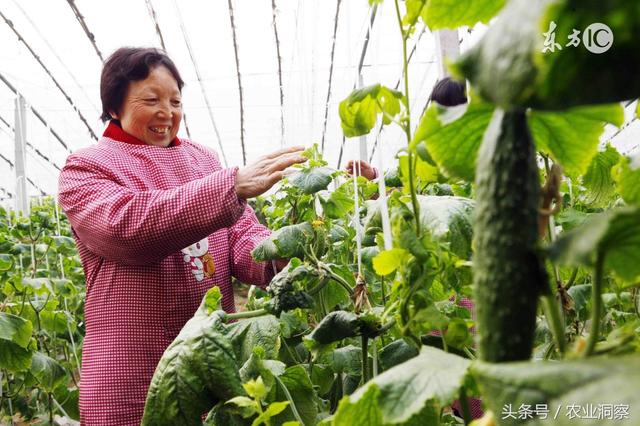 老菜农亲授你：以下几种农药掌握好，保你蔬菜稳产又价，蔬菜种植慢慢的干货！（收藏版）