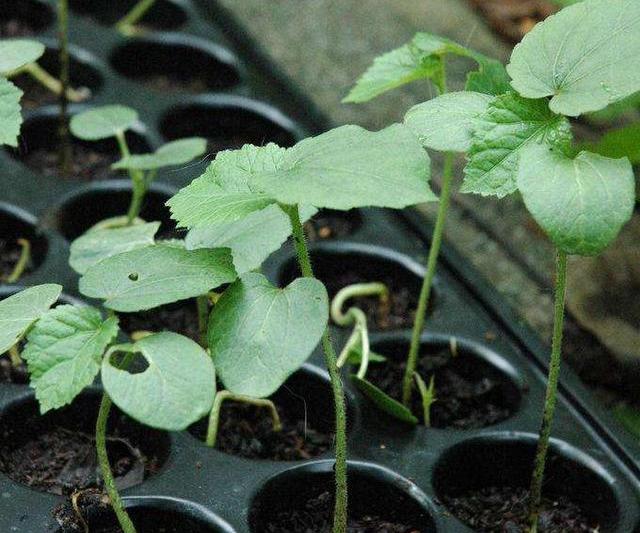 阳台种菜花样多：试试在阳台上种植秋葵