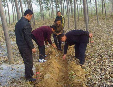 蝉咋就成了农民新宠，你知道如何进行养殖吗？