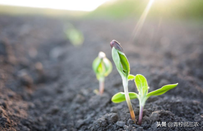 黄桃种植虽然复杂，但是经济效益可观，农户们也愿意去种植