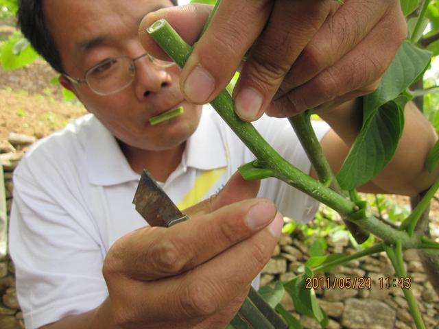 核桃嫁接技术要点都有哪些，如何进行操作？