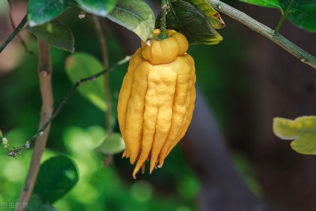 阳台种植佛手有窍门：3个措施，2个技巧，佛手枝叶繁茂、果形美