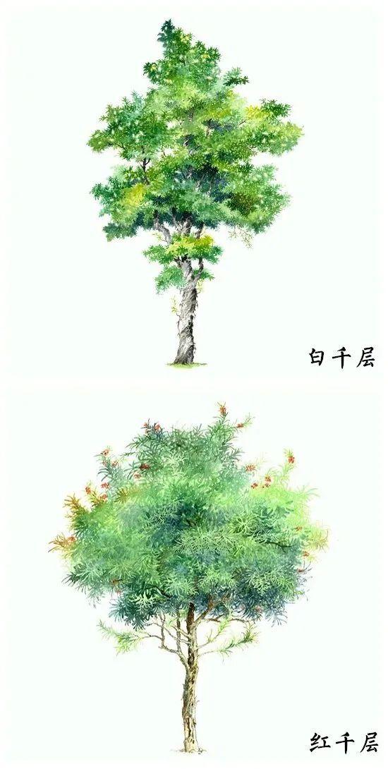 「绘画参考」18种水彩植物的图集（植物参考）