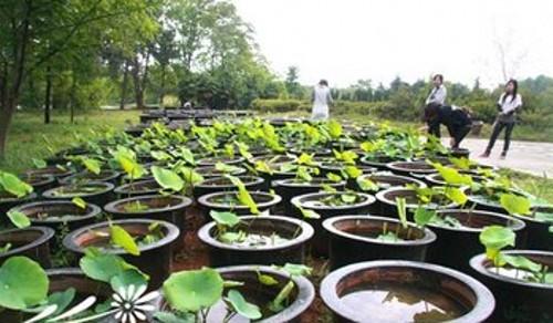 盆栽莲藕种植技术和种植方法