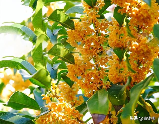 家庭栽培观花类花卉桂花栽培管理