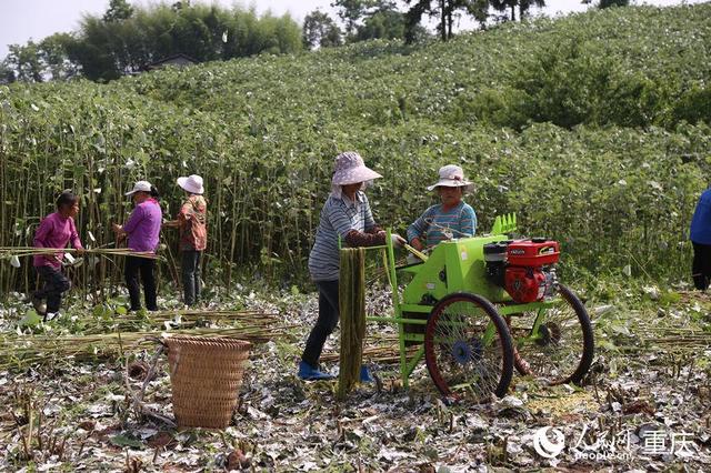 小小苎麻，推动川渝联动擦出新火花