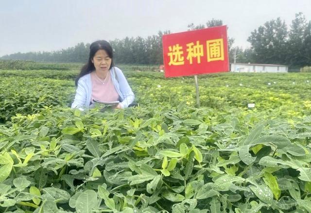 培育花生“金种子” 培养人才“金苗子” 传授致富“金钥匙”