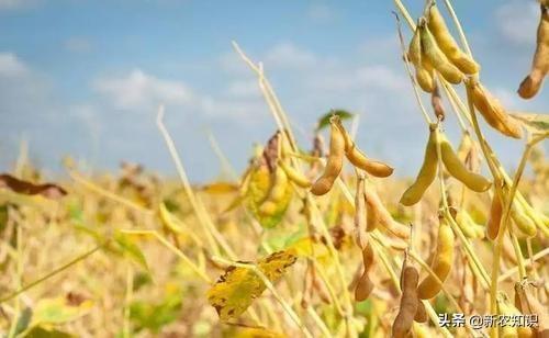 大豆的种植技术收藏好！该如何实施，点进来学习下吧