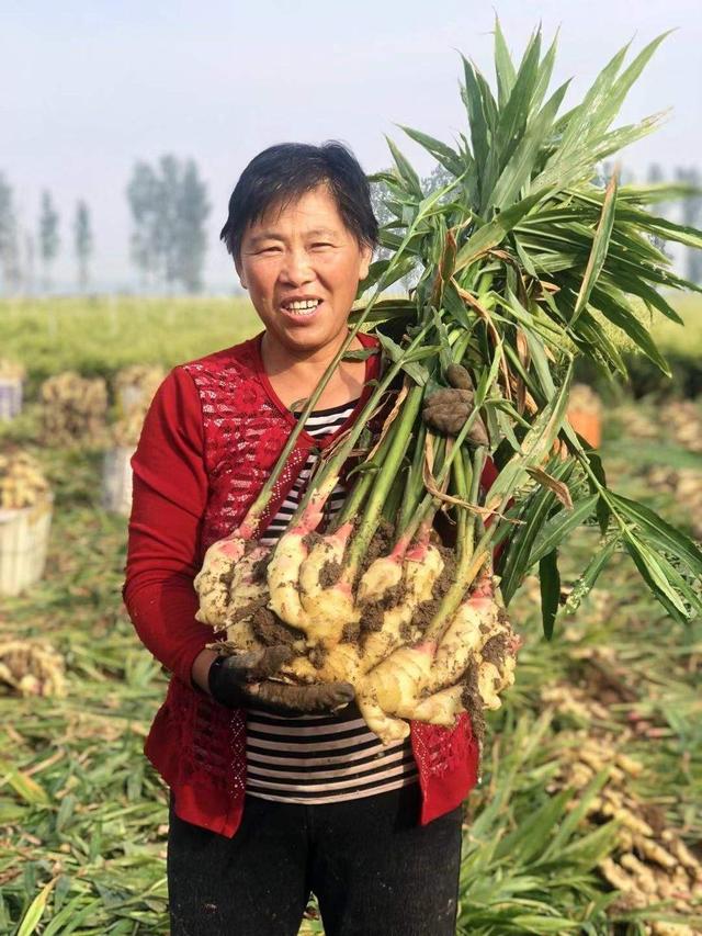 家庭种植生姜的方法和时间，又简单又高产！全年不愁吃！