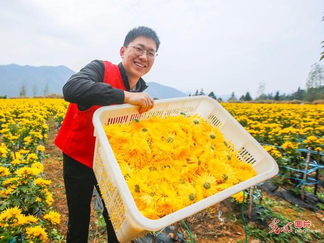 金丝皇菊开出“美丽经济”