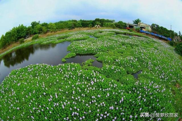 在国外泛滥成灾，中国却要大量种植，美国每年花50亿元难消灭?