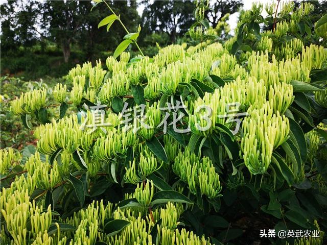 金银花产业发展潜力巨大，“滇银花3号”拥有诸多种植优势