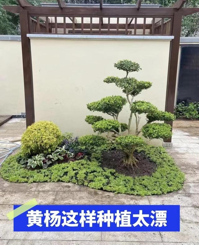 俗话说“穷栽草，富种树”，6种很有“钱景”的树，小投入大回报