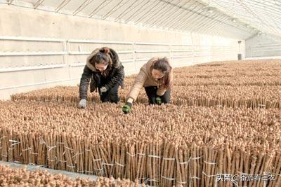 冬季利用刺龙芽、香椿等植物枝条，采用温室水培，生产芽菜技术