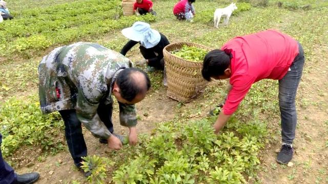 瓮安银杏叶变身“致富叶”