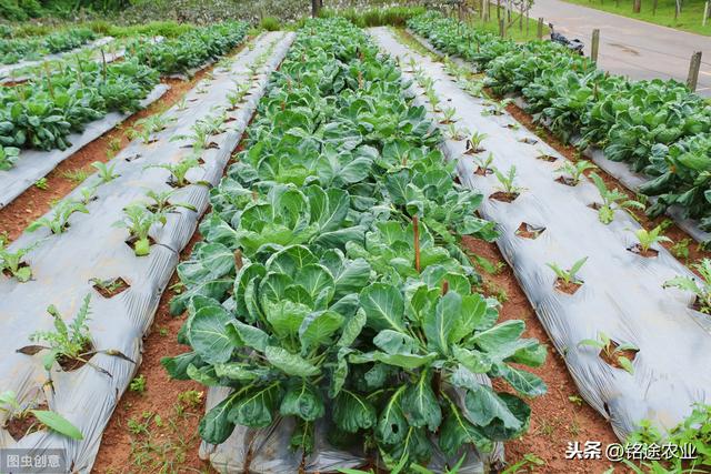 铭途农业：种植芥蓝需要注意哪些？铭途教您几点