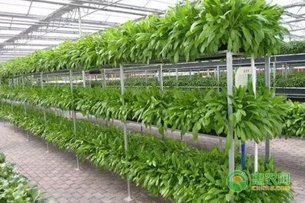 什么种植技巧能使大棚增收？让大棚毛收入增加10万的种植技术