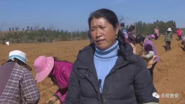 青山镇：新年种下新希望 年末采收“致富果”